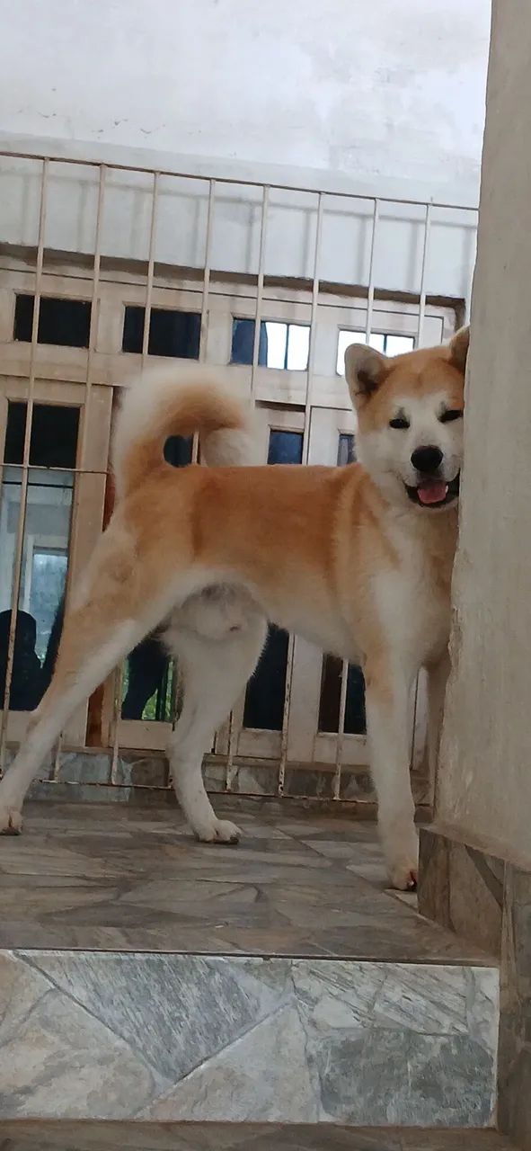 Akita - Foto 3