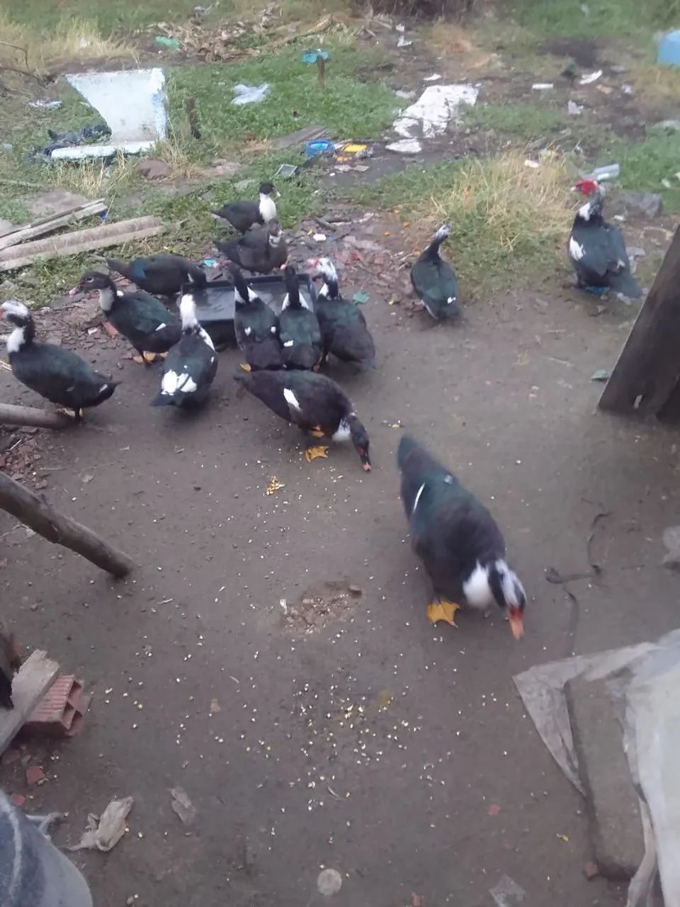 Patos