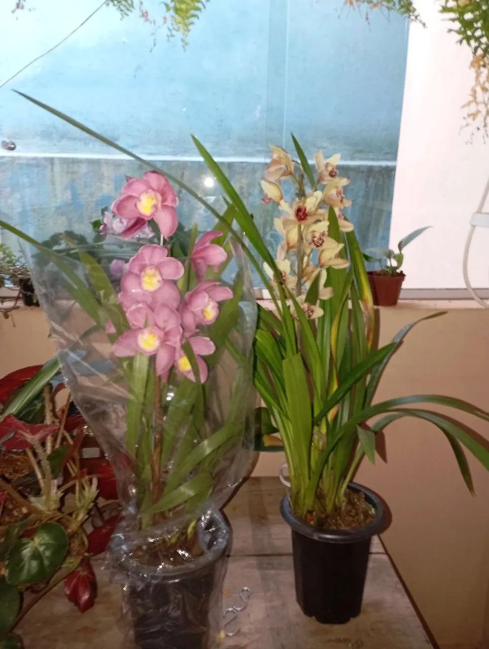 Plantas e sementes  - Foto 5