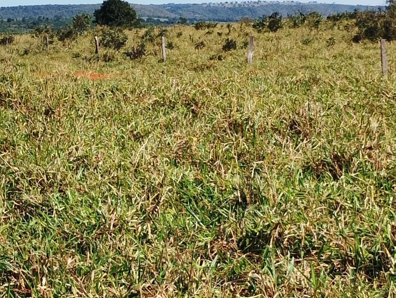 Arrendamento de Pasto a 70 km de Campo Grande  - Foto 5