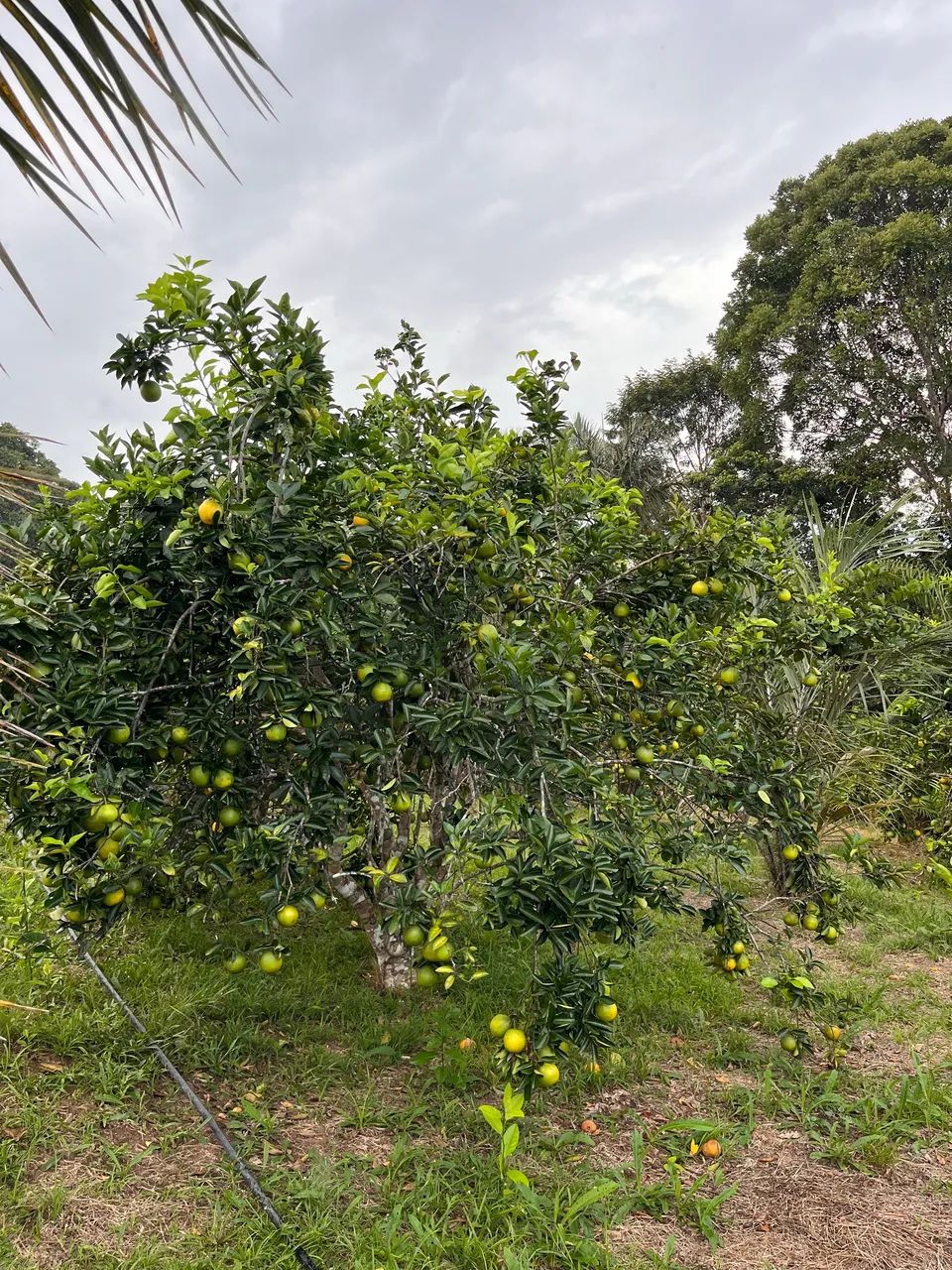 Laranja para feiras, lanches e mercados  - Foto 3
