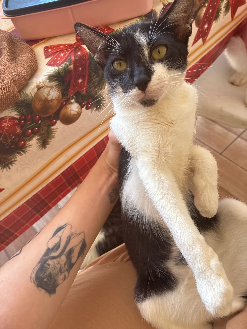 Gato para doação  - Foto 2