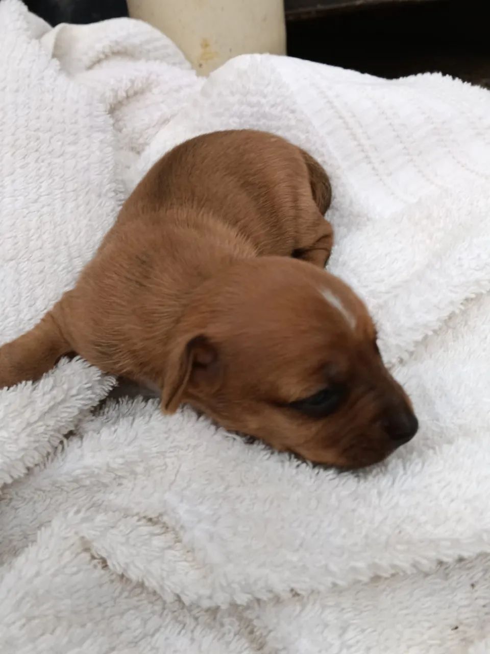 Pinscher 0 machos e fêmeas - Foto 4