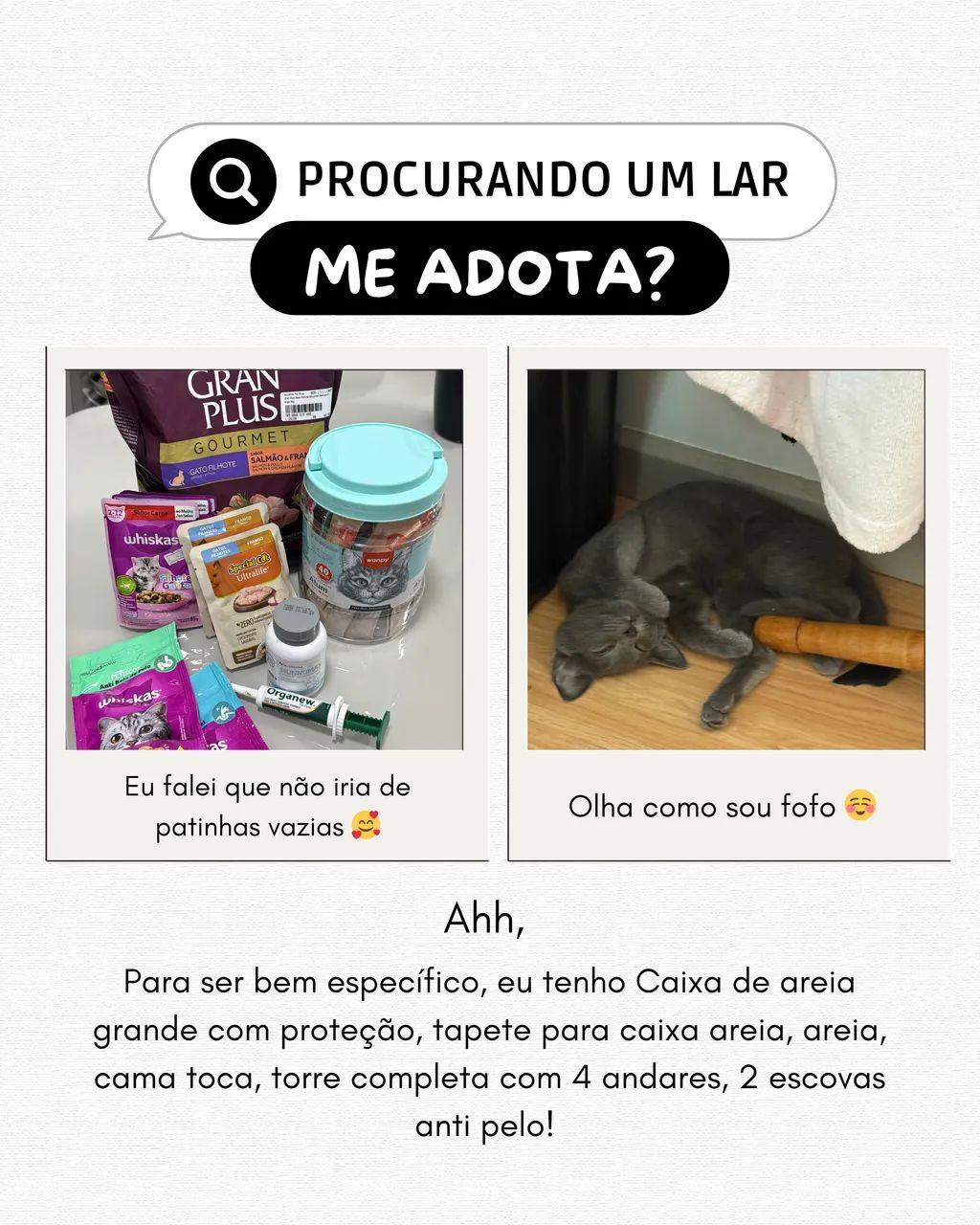 DOAÇÃO de RUSSIAN BLUE  FEVL+ - Foto 3