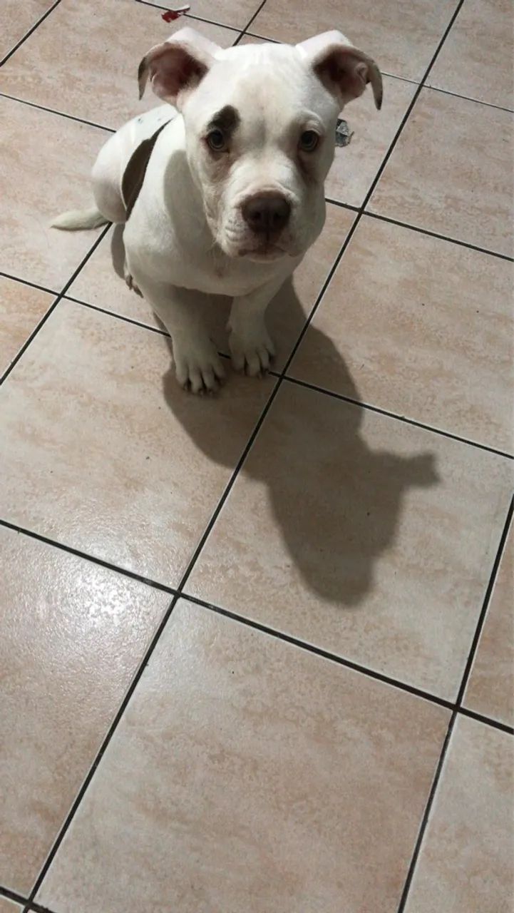 Raça: pitbull  - Foto 5