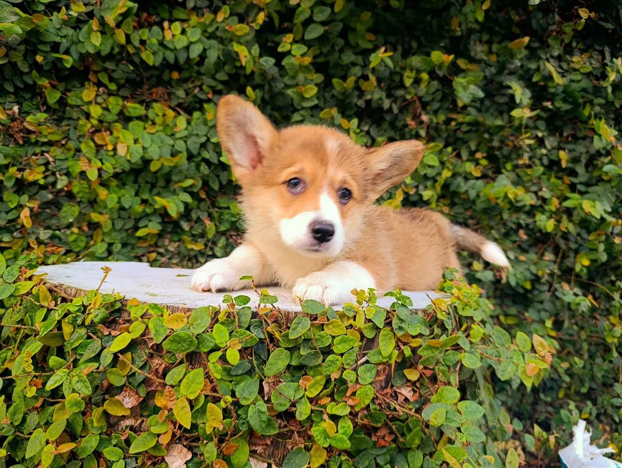 Lindos, Corgi Pembroke  - Foto 4