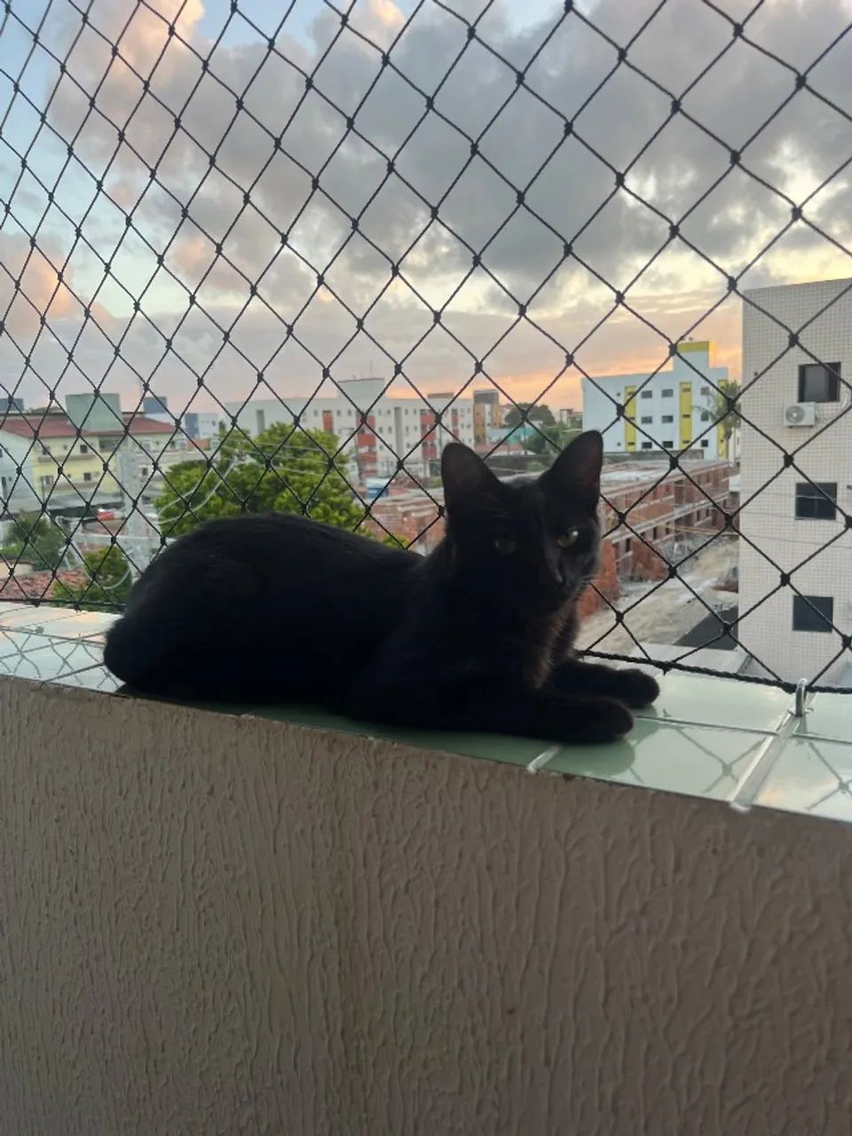 adoção 