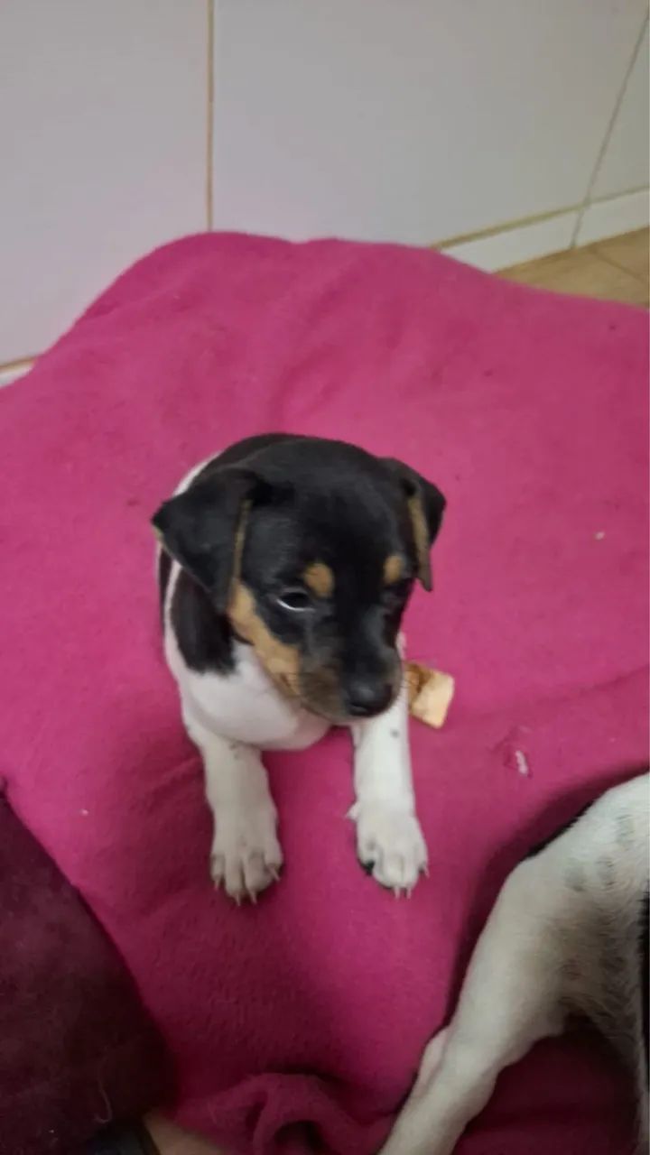 Cachorrinho fox paulistinha  - Foto 3