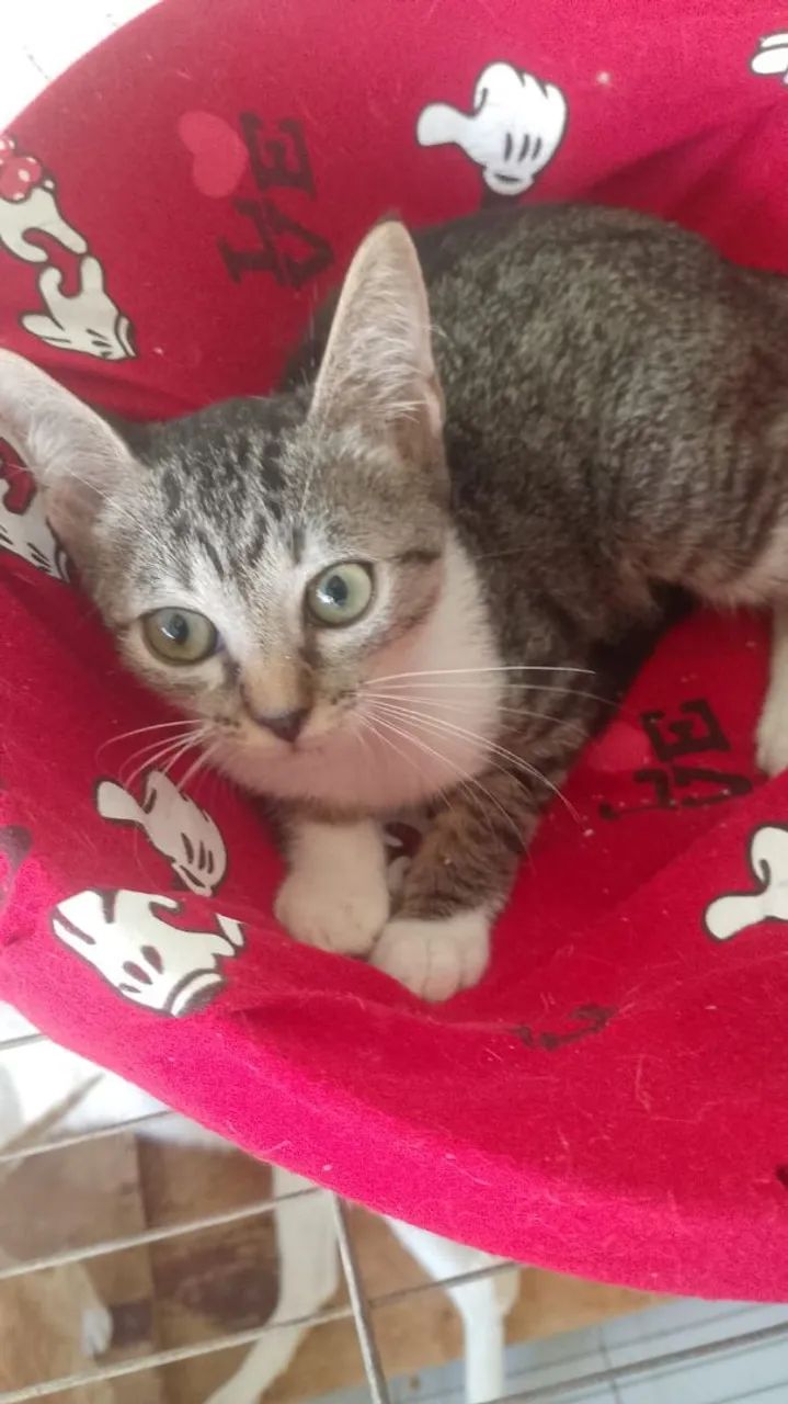 Filhotinha bebê pra adoção amorosa