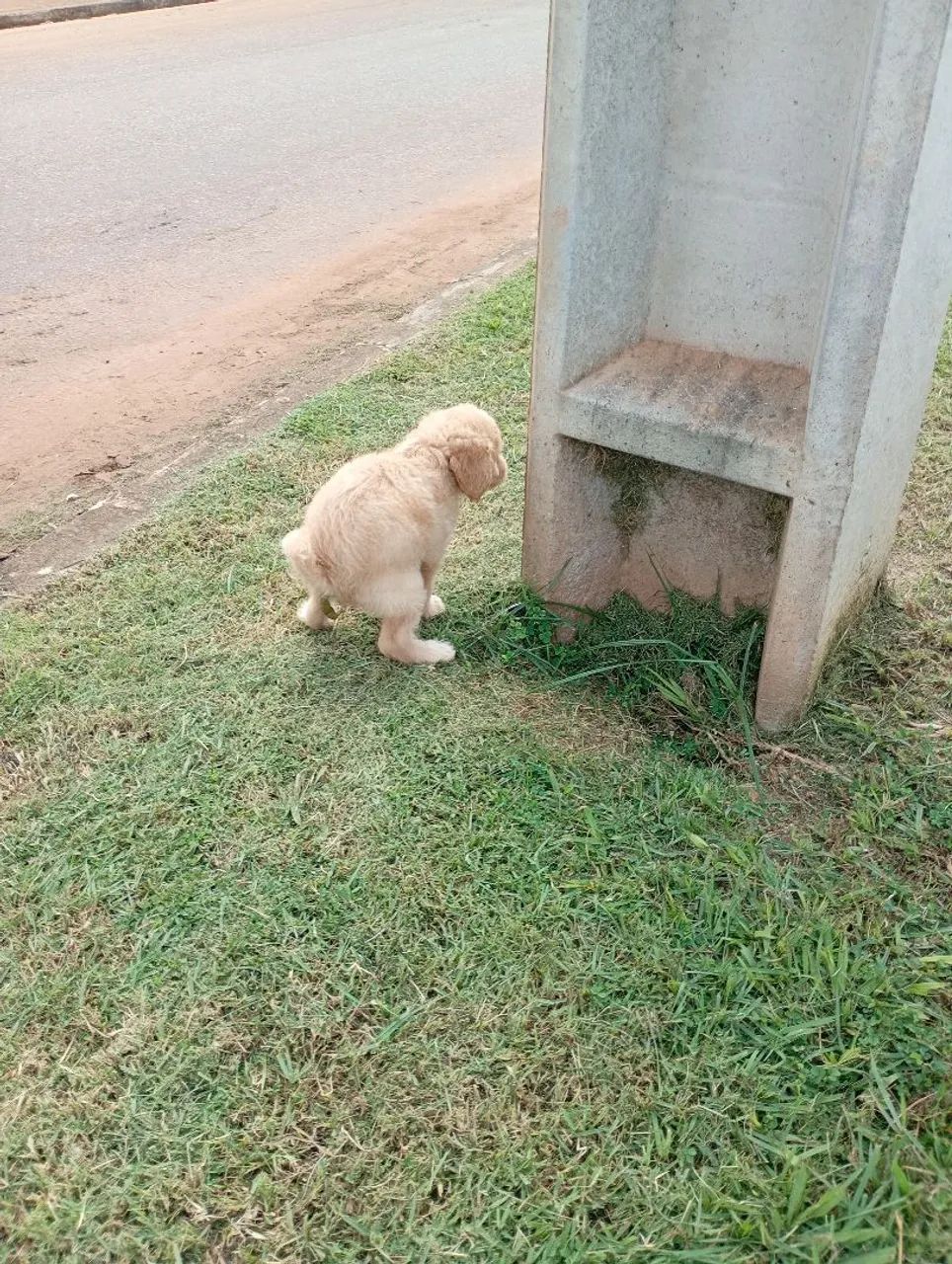 Filhotes de Poodle  - Foto 2