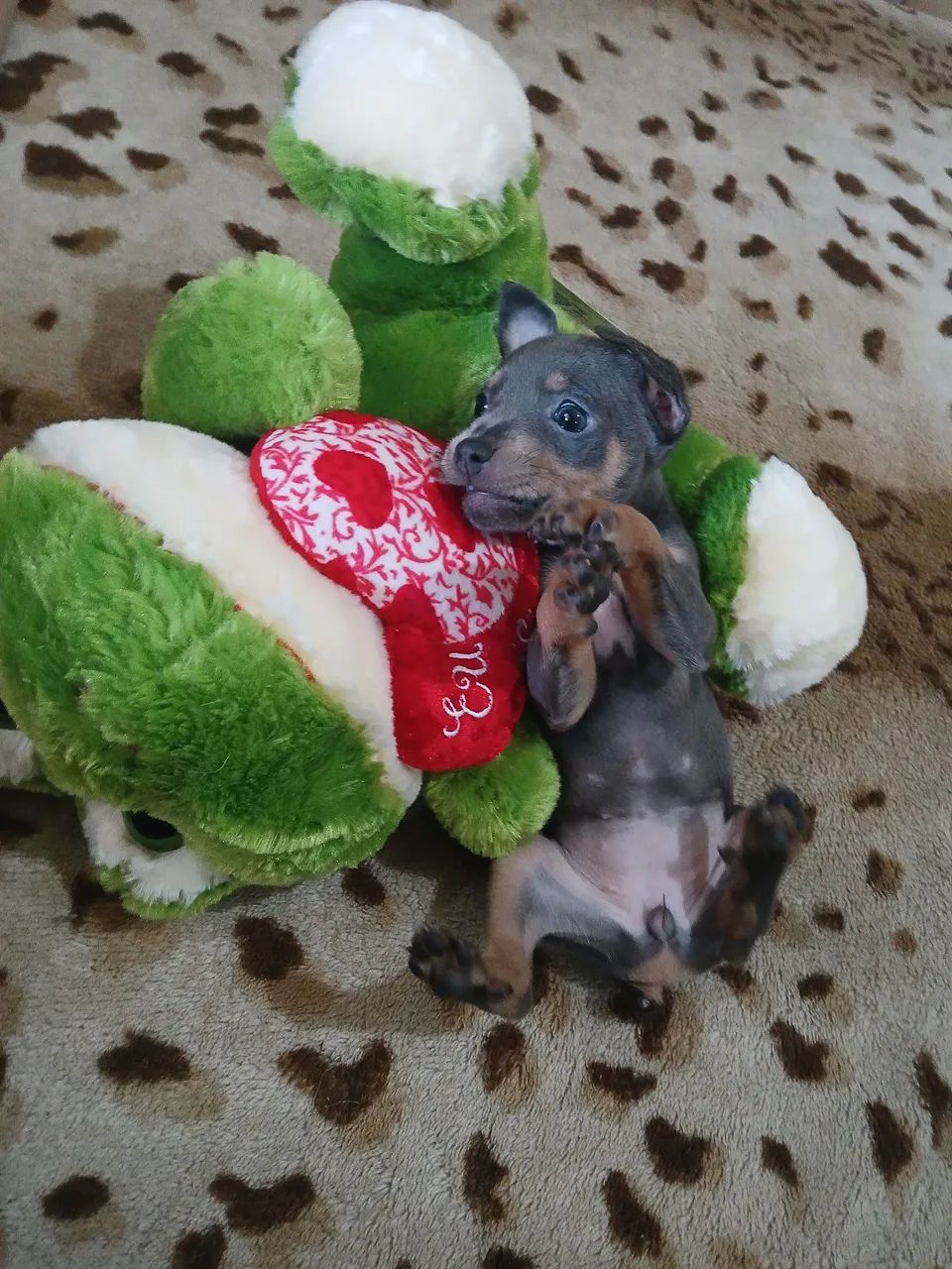 Pinscher Fêmea Blue - Foto 5