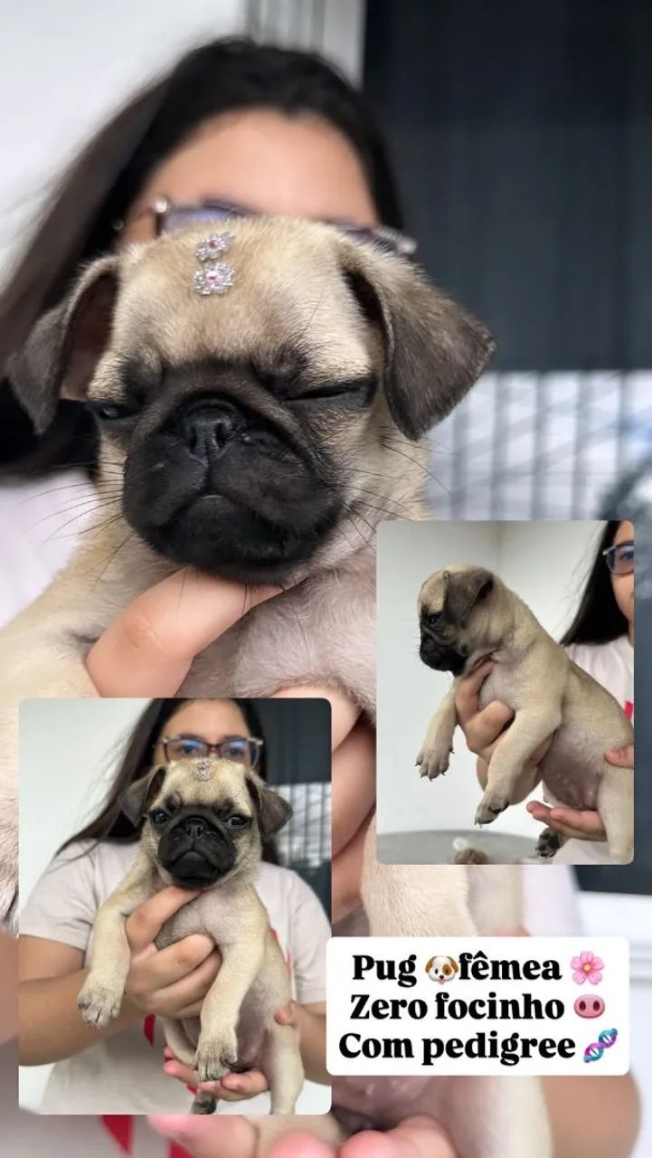 Pug - Foto 2