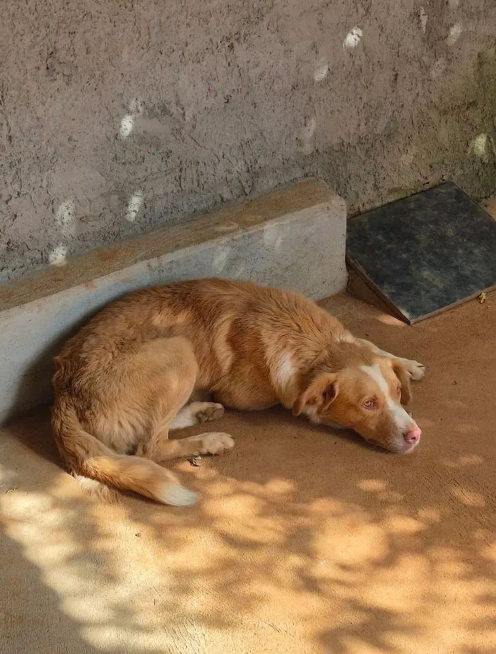 Doação Responsável  - Foto 2