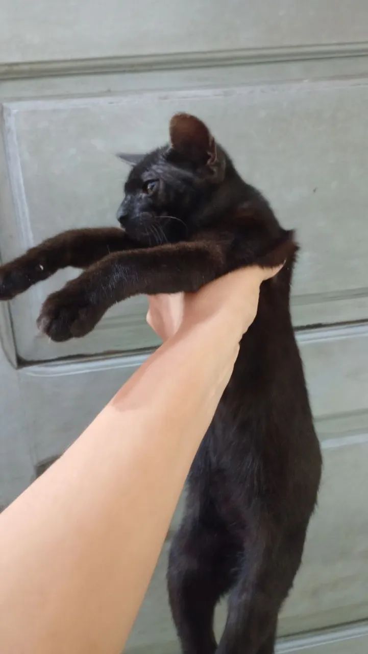 Gato para doação - Foto 2