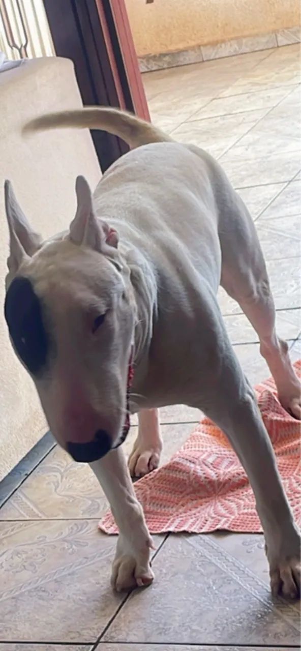 BULL TERRIER PARA COBERTURA 