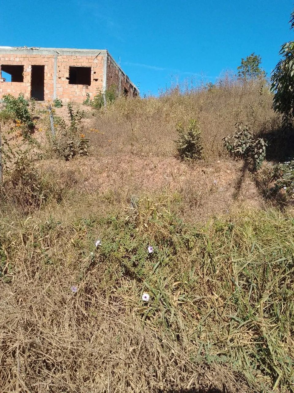 Lote - Foto 3