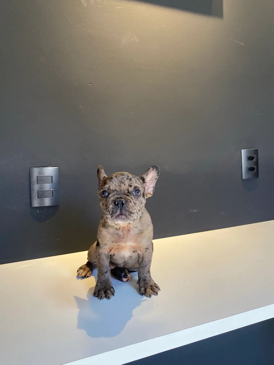 Buldogue francês (macho)  - Foto 2