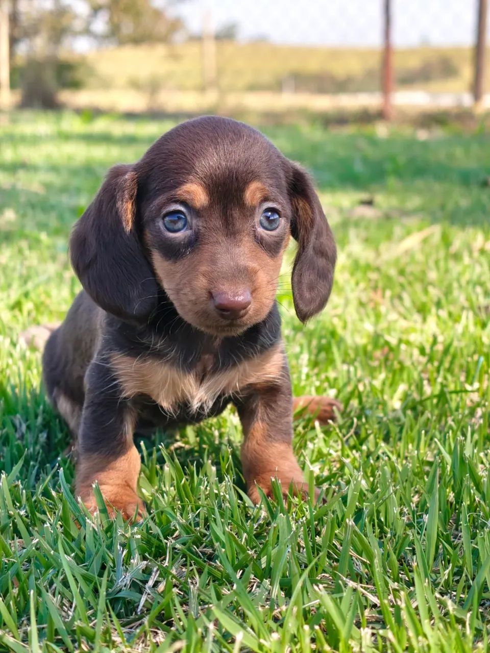 dachshund