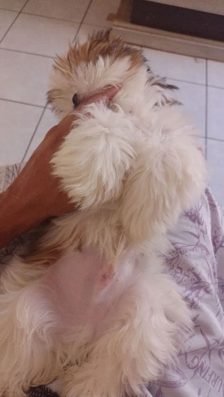 Animais de estimação  - Foto 2
