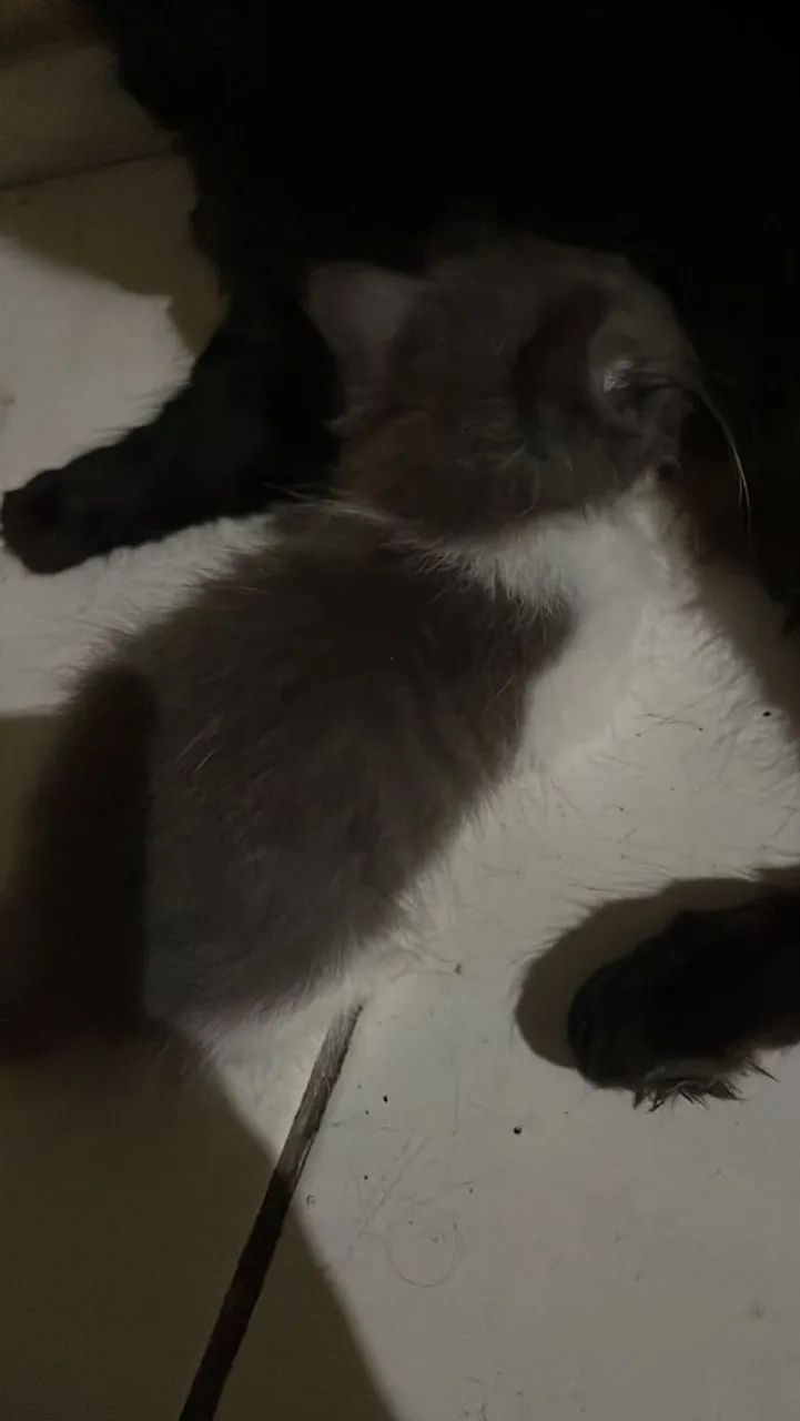 Filhote para doação gatinha - Foto 2