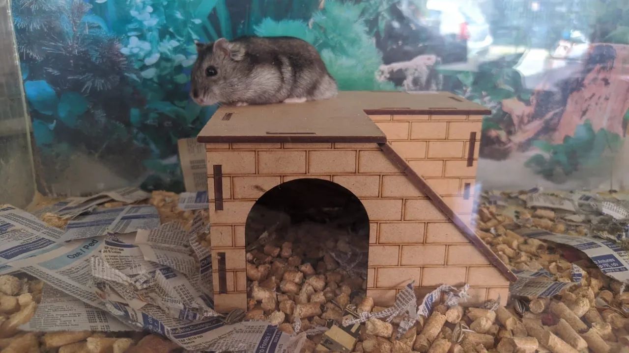 Hamster  - Foto 2