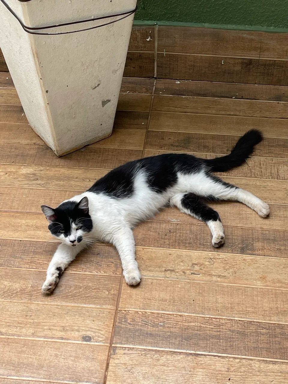 Doação de gatos  - Foto 2