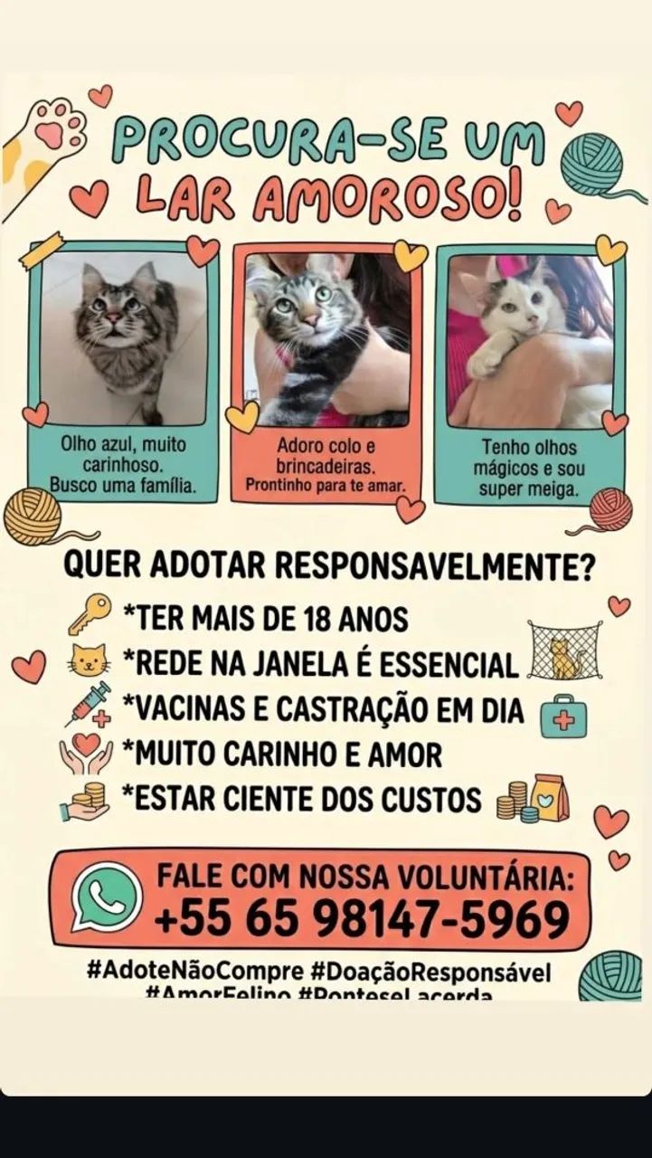 Gatos Adoção 