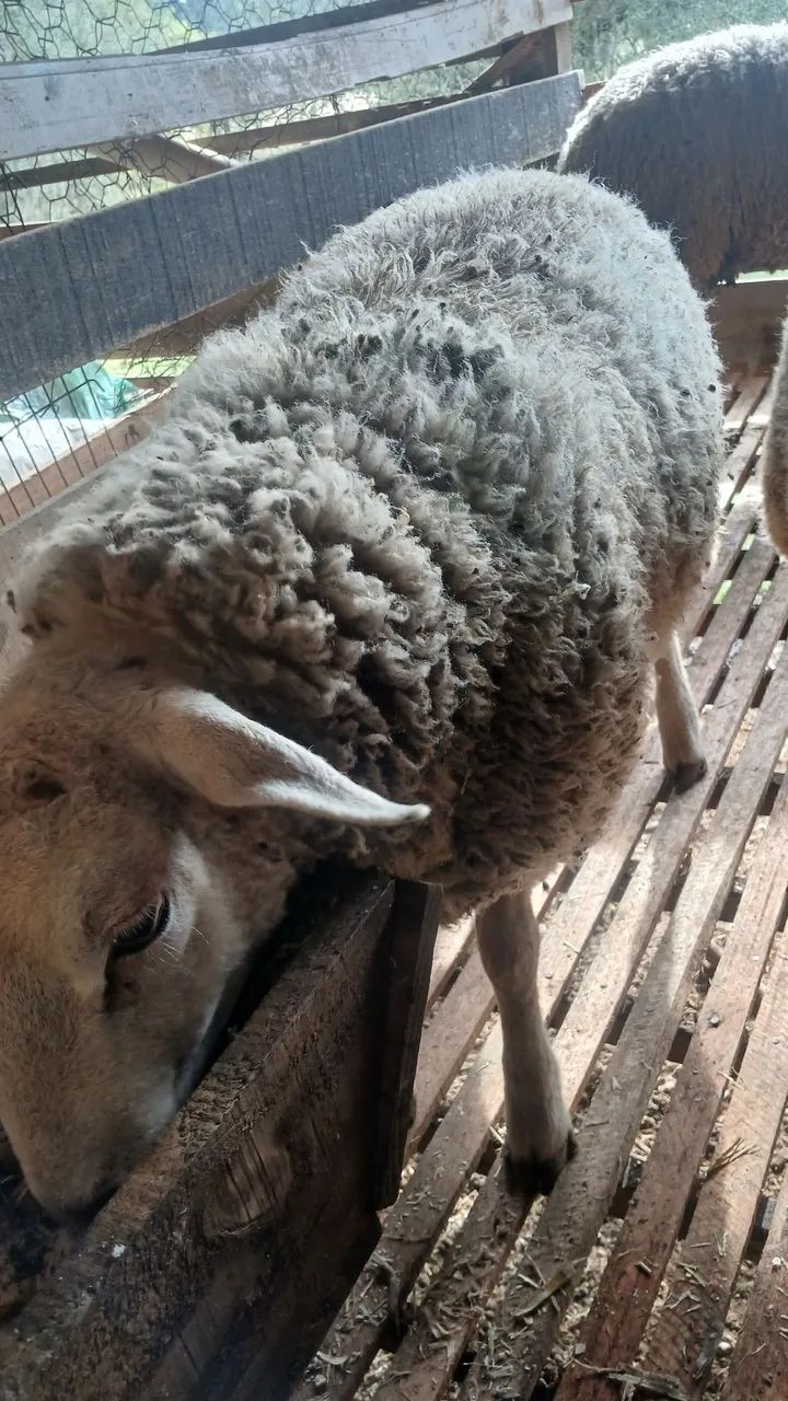 Borrego texel - Foto 2
