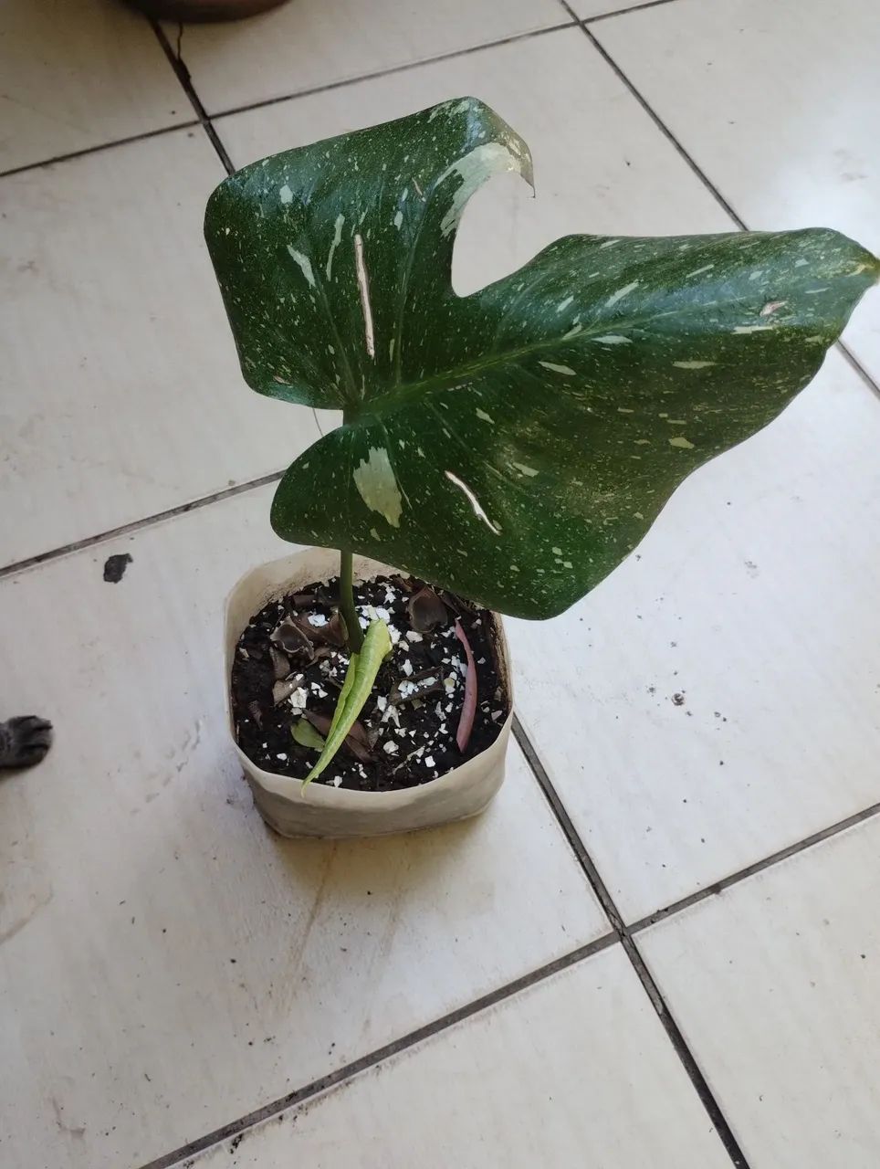 Monstera Thay constelation  - Foto 5