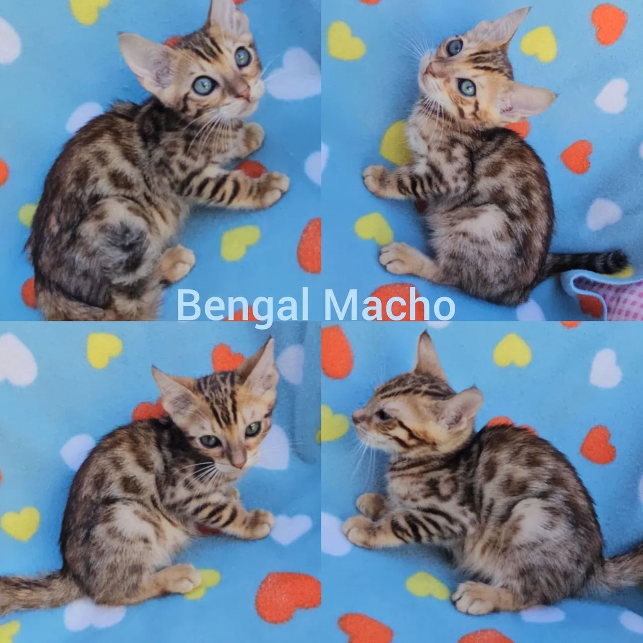  Bengal Filhotes - Gatil BSB Cat  - Foto 2