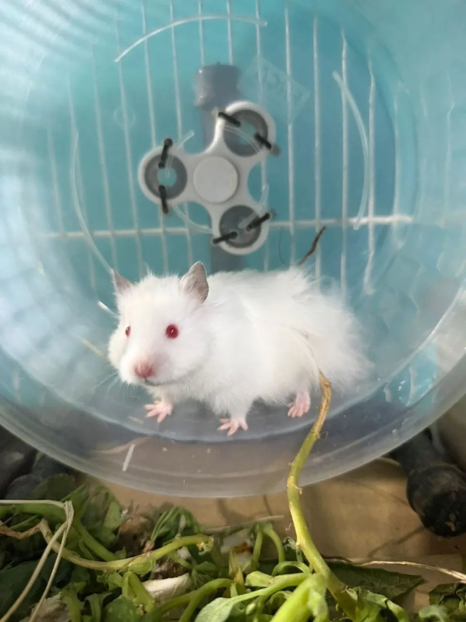 Hamster sírio angora filhotes lindos - Foto 3