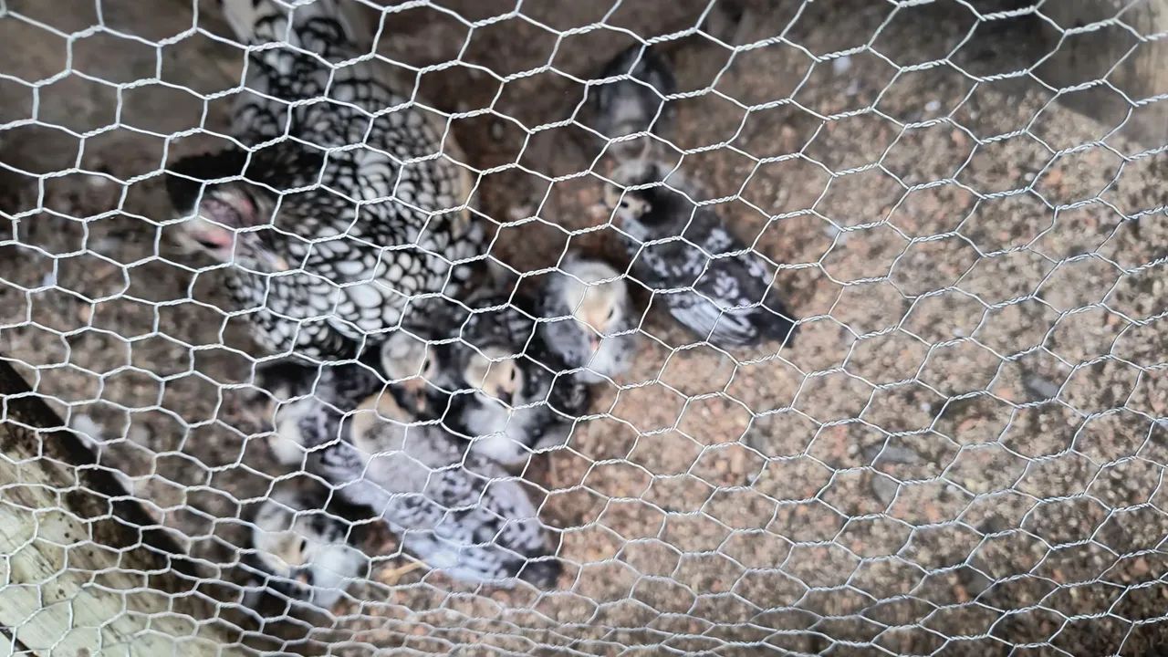Pintinhos de Sebrait prata - Foto 4