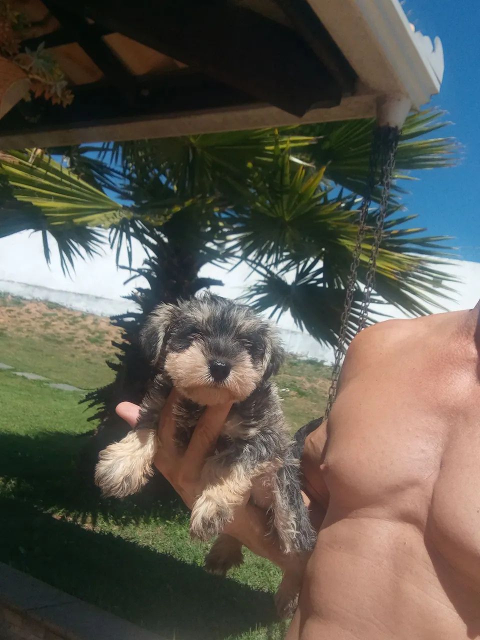 Schnauzer miniatura 