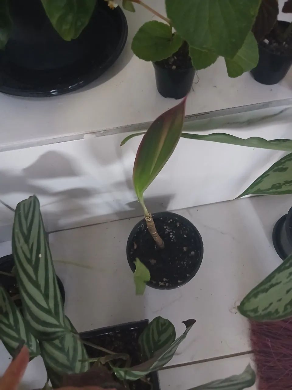 Plantas  - Foto 3