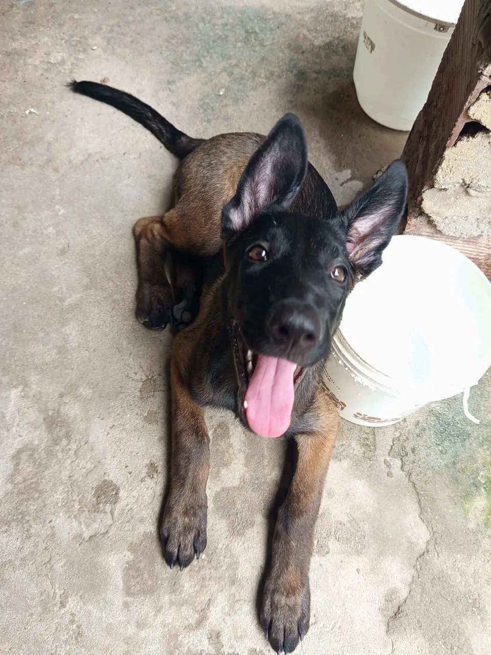 Belga  - Foto 4