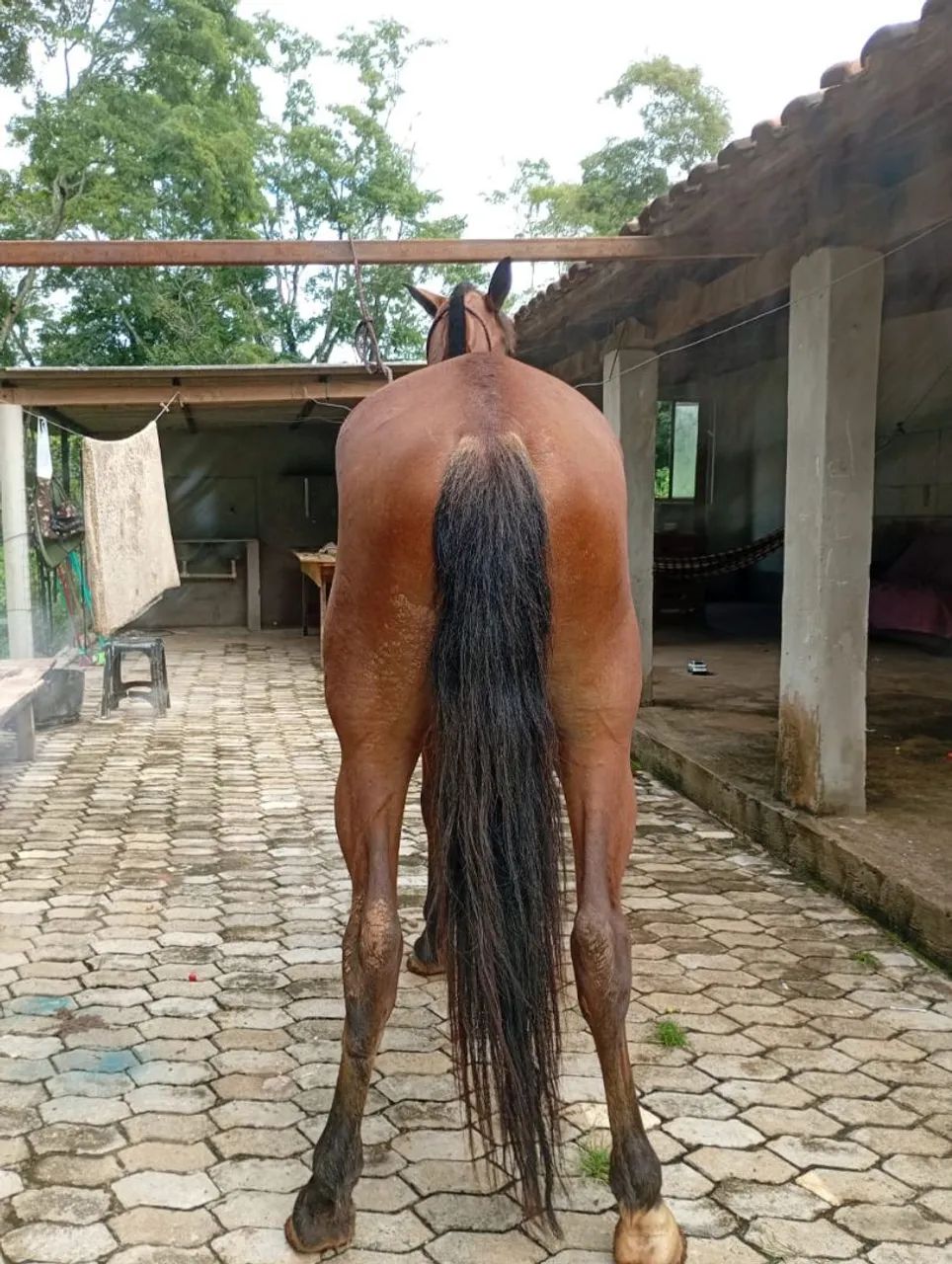 ?Cavalo castanho - 4 a 5 anos - manso de sela - Foto 3