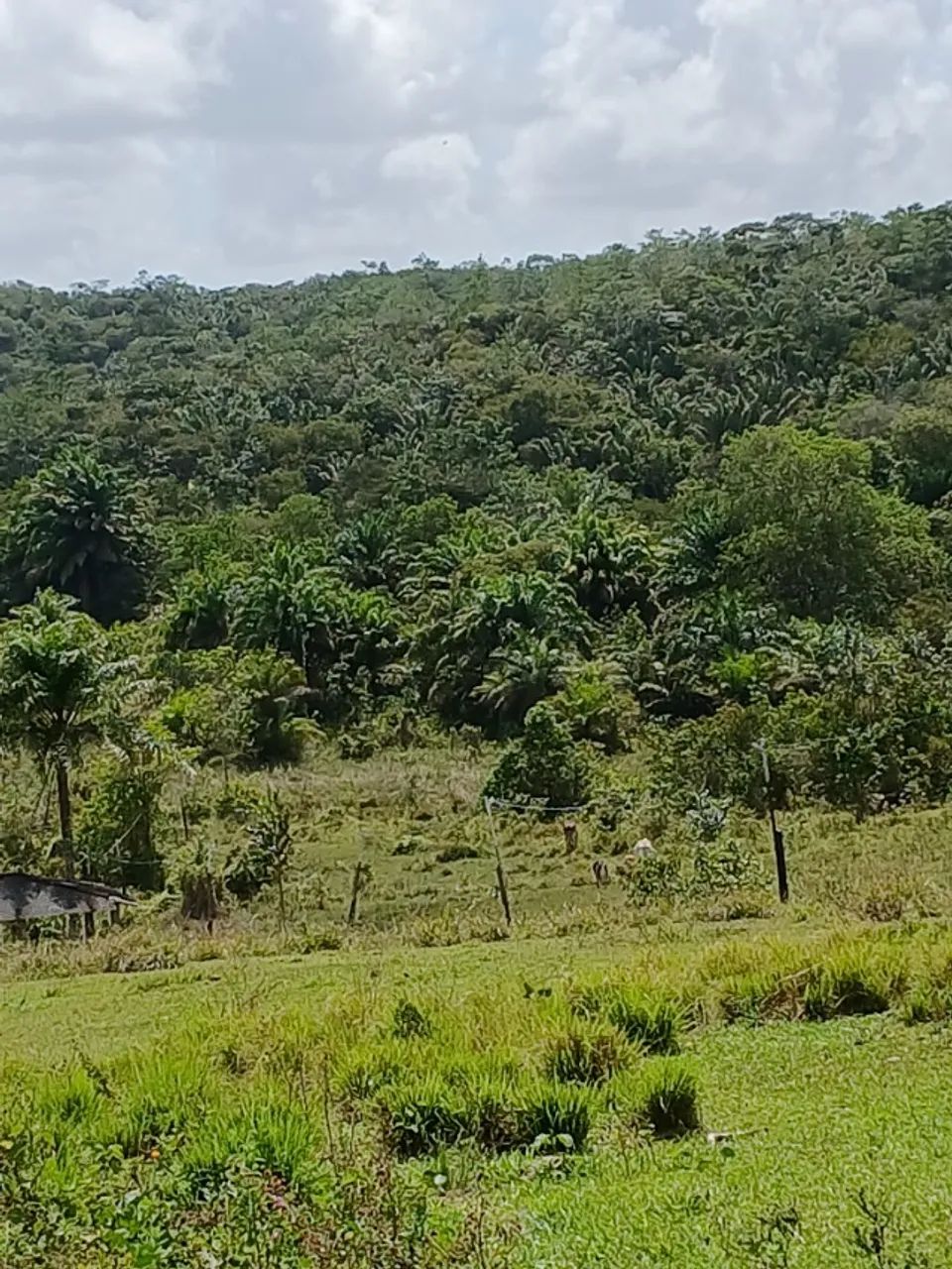 Fazenda com 200 tarefas - Foto 4