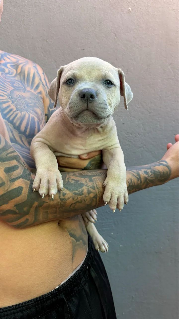 Pit Monster com pedigree  - Foto 4
