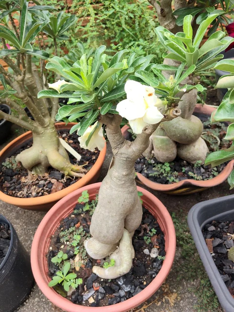 Rosas do Deserto - Foto 2