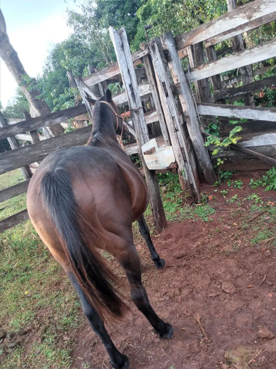 Cavalo