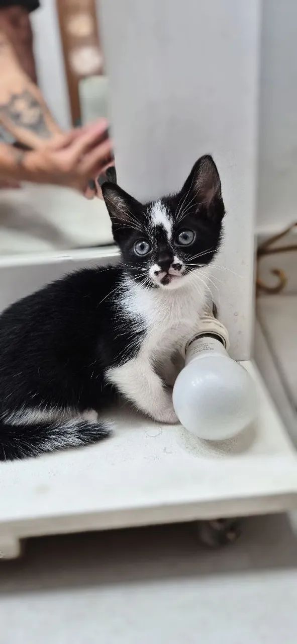 Doa-se gatinhos  - Foto 5