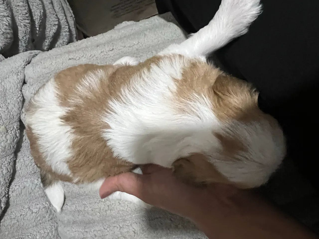 Lhasa apso  - Foto 2