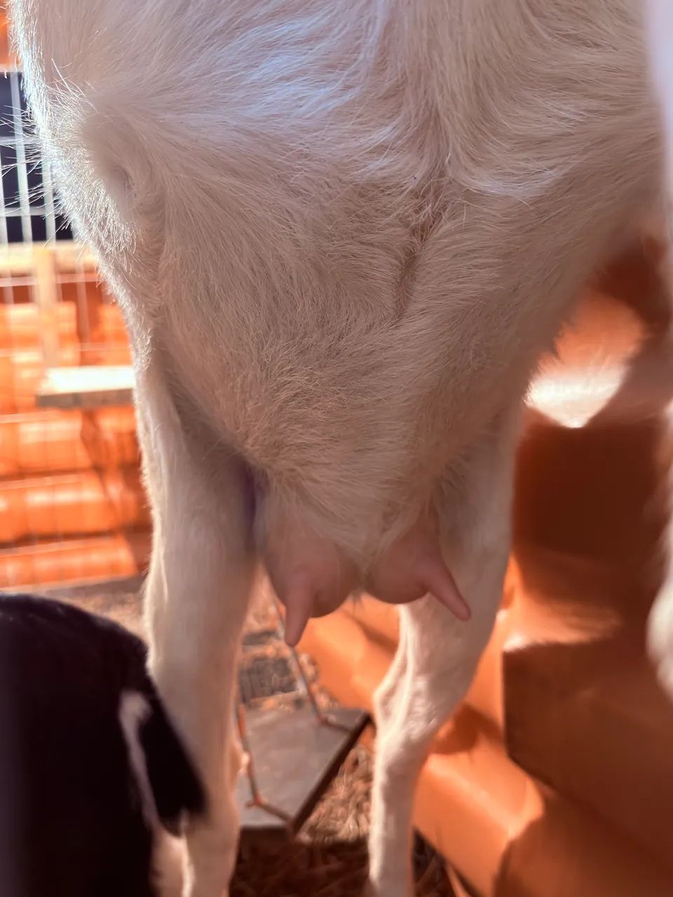 Cabra leiteira sannem Raça pura - Foto 5