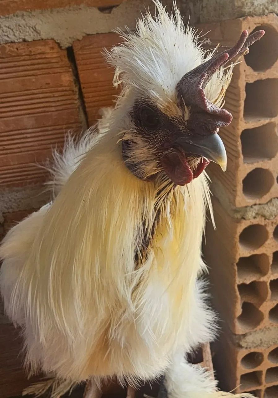 Galinha Sedosa do Japão  - Foto 3