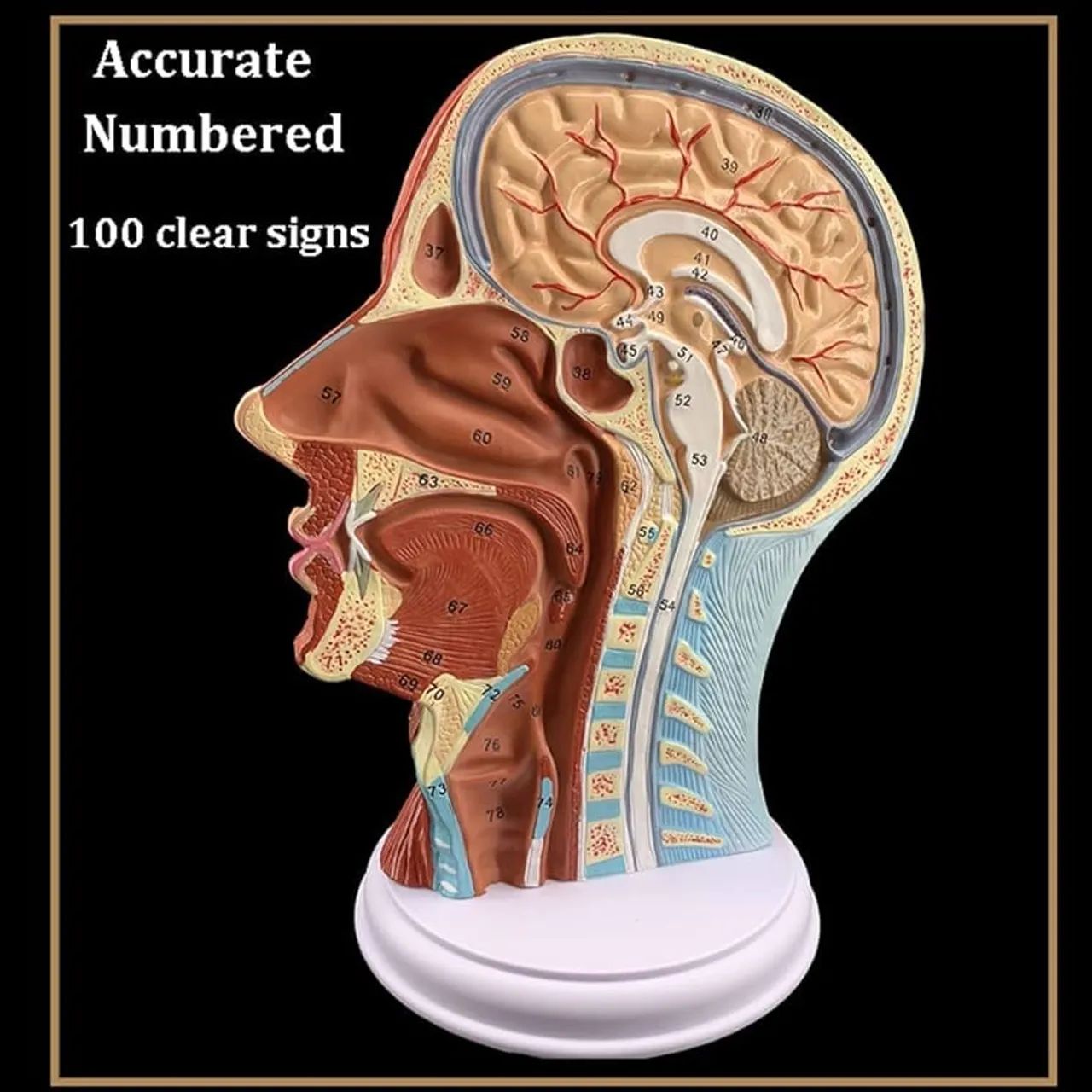 Modelo Anatômico da Cabeça Humana - Educacional - Foto 3