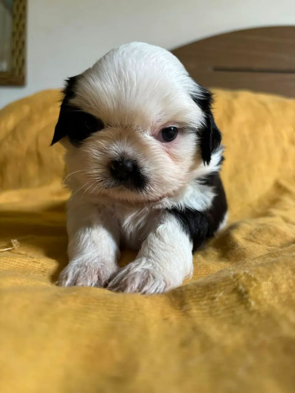 Shitzu puro - Foto 3
