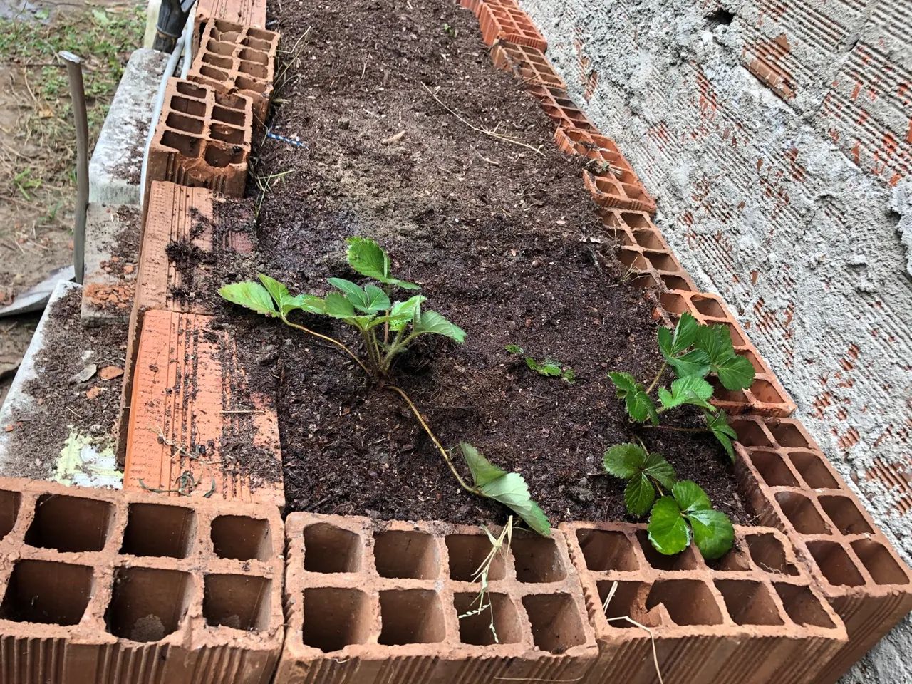 Terra vegetal mudas exertadas  - Foto 4