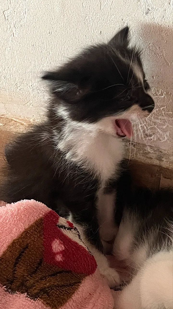 Doação de gatinhos filhotes  - Foto 3
