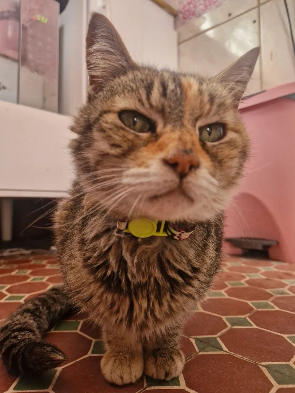 Linda Gatinha Para Doação Dócil e Super Carinhosa - Foto 2