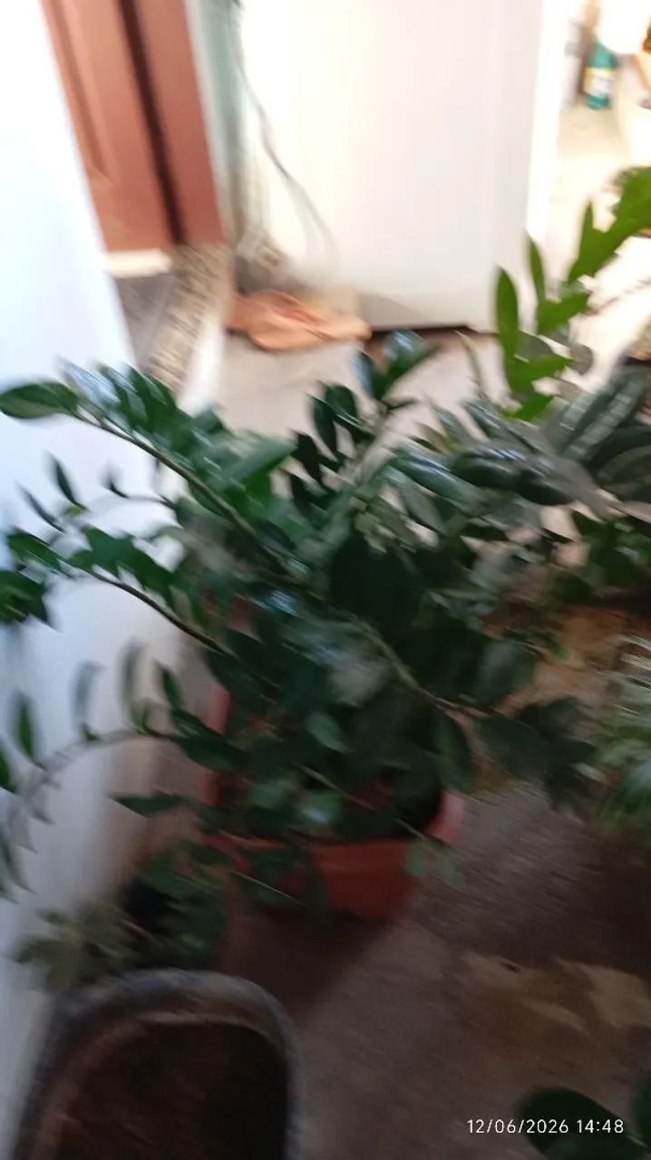  Planta Zamioculca  - Foto 3